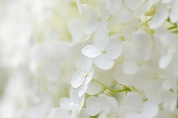 "Perfect white hydrangea, extremely shallow depth of field"
