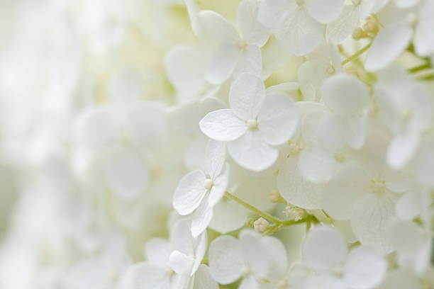 hydrangea background - ortanca stok fotoğraflar ve resimler