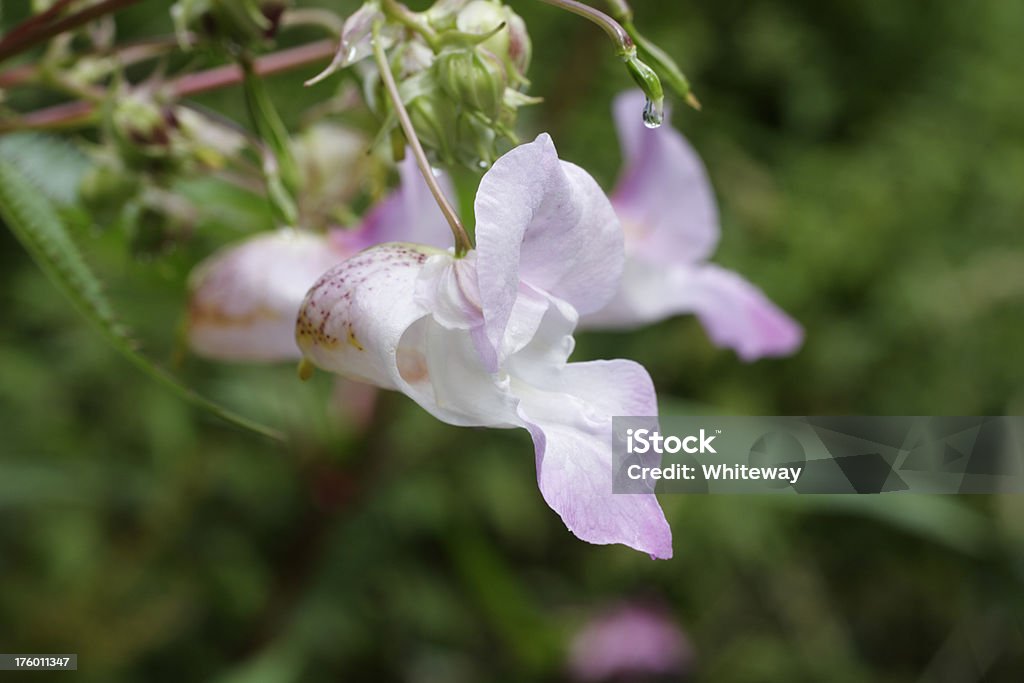 Pálido flor de Indian balsam impatien glandulifera primer plano - Foto de stock de Aire libre libre de derechos
