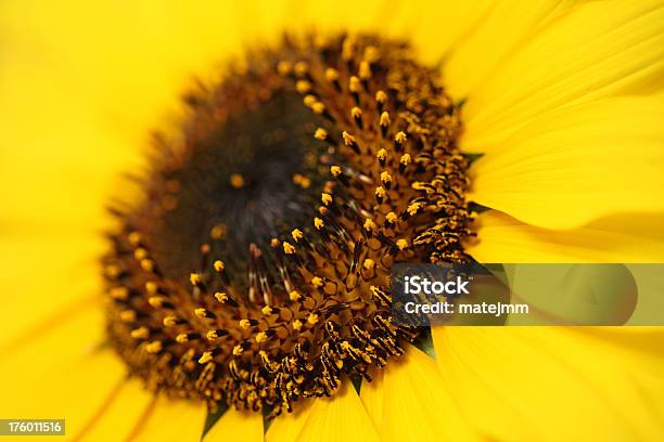 Sonnenblumen Nahaufnahme Stockfoto und mehr Bilder von Blume - Blume, Blüte, Einzelne Blume