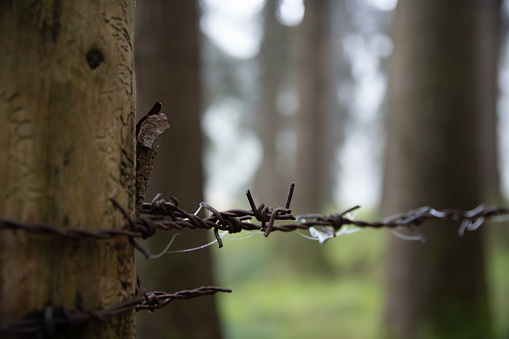 A close-up of a piece of barbed wire, slightly rusted, attached to wood. In the background you can see blurred trees and a green ground