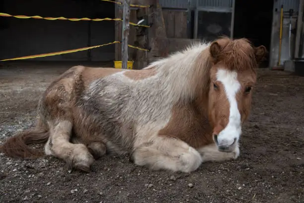 An Icelandic horse, which looks tired down and lies on brown earth and is also a little dirty itself. In the background you can see a shed and implements