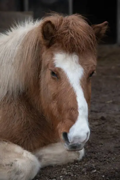 The head of an Icelandic horse looking very tired and apparently lying on dark earth. The color is brown and white