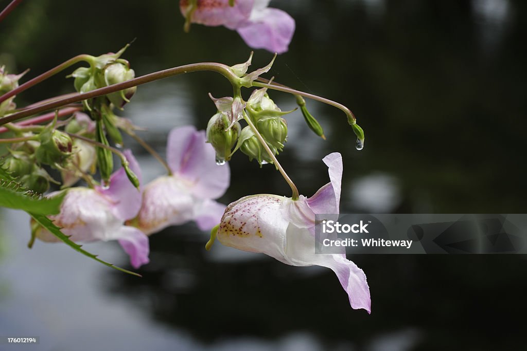 Pálido flor de Indian balsam impatien glandulifera primer plano - Foto de stock de Aire libre libre de derechos