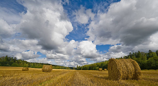 Hay Bales on a Field stock photo
