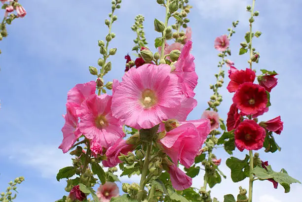 Pink and red Hollyhock