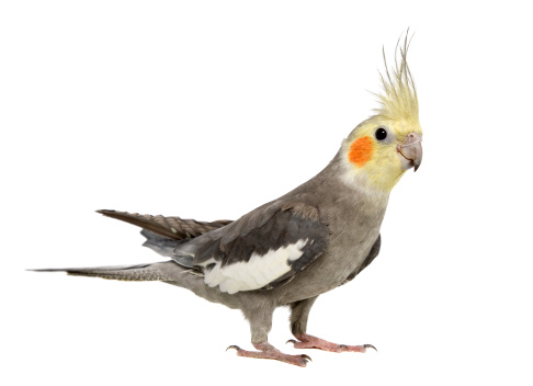An Australian Weiro or Cockatiel isolated on white.
