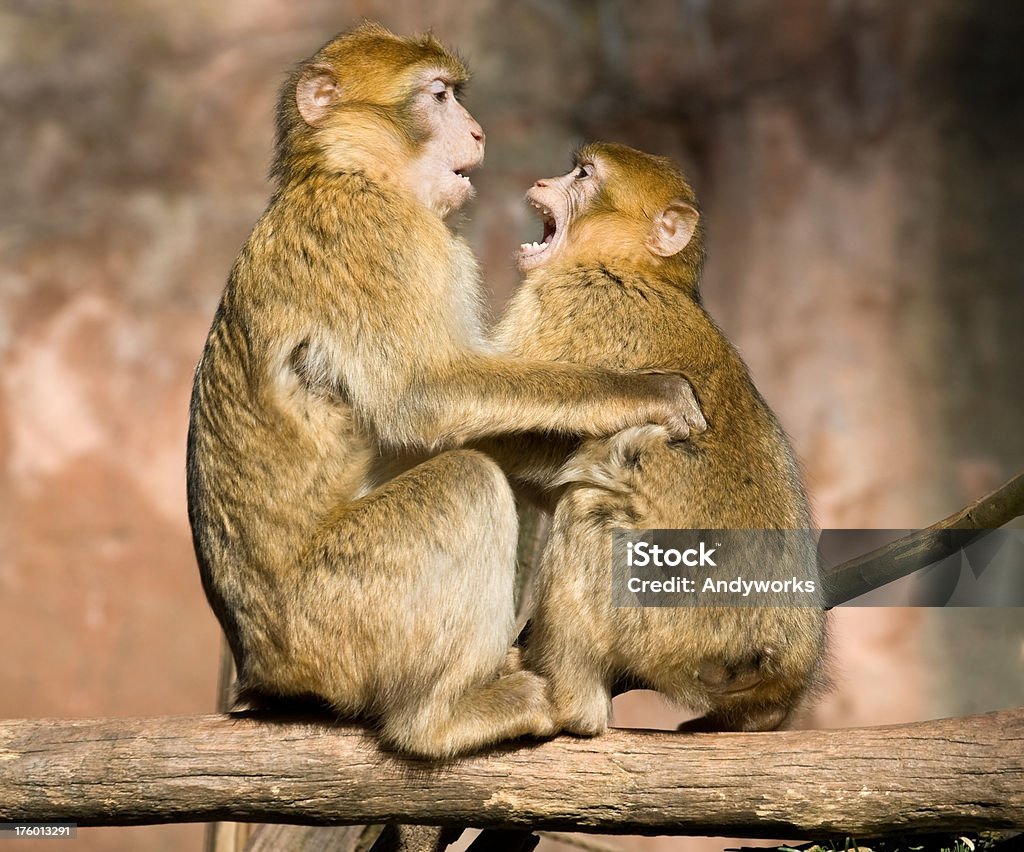 Berberaffe Kommunikation (Macaca Sylvanus - Lizenzfrei Ast - Pflanzenbestandteil Stock-Foto