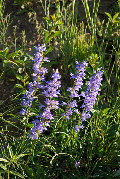 dziki łubin - wildflower flower colorado lupine zdjęcia i obrazy z banku zdjęć