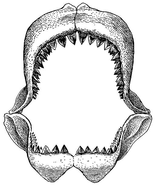 Shark's jaw Shark's jawbone with razor teethOld XIX century engraving animal jaw bone stock illustrations