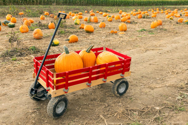 Orange Pumpkin squash on park bench medium shot selective focus