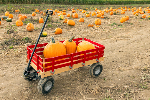 A red wagon full of pumpkins at a pumpkin patch.