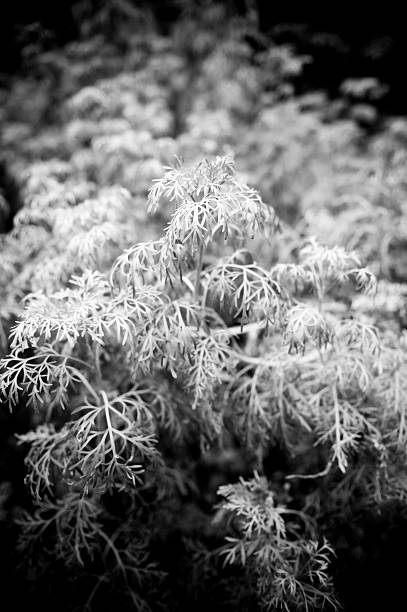 istock Wilted plant black and white 176013622