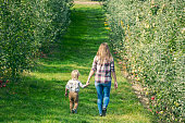 Mom and Toddler Son Holding Hands in Apple Orchard