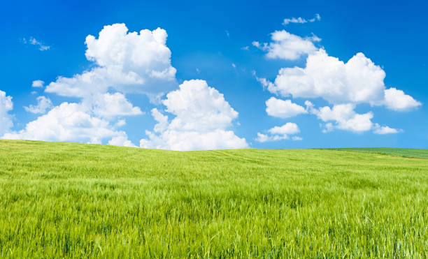 istock Panoramic pring landscape 73MPix XXXXL - rye, the blue sky 176013781