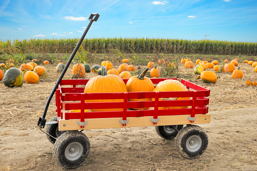 A red wagon full of pumpkins at a pumpkin patch.