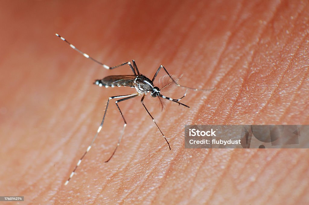 A tiger mosquito biting an individual tiger mosquito on skin Asian Tiger Mosquito Stock Photo