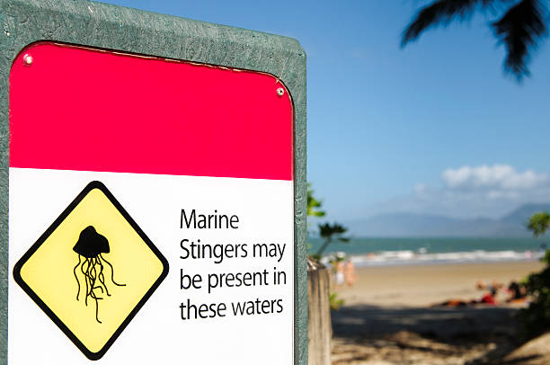 aviso de medusas na austrália - box jellyfish imagens e fotografias de stock