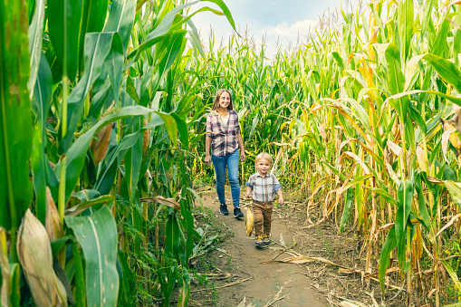 A mother smiling at her 2 year old son as he holds an ear of corn picked from the field they are walking though.
