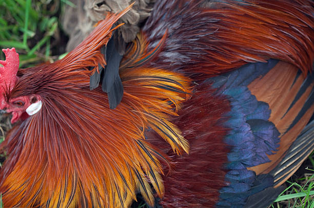 istock Close-up of a Rooster 176014505
