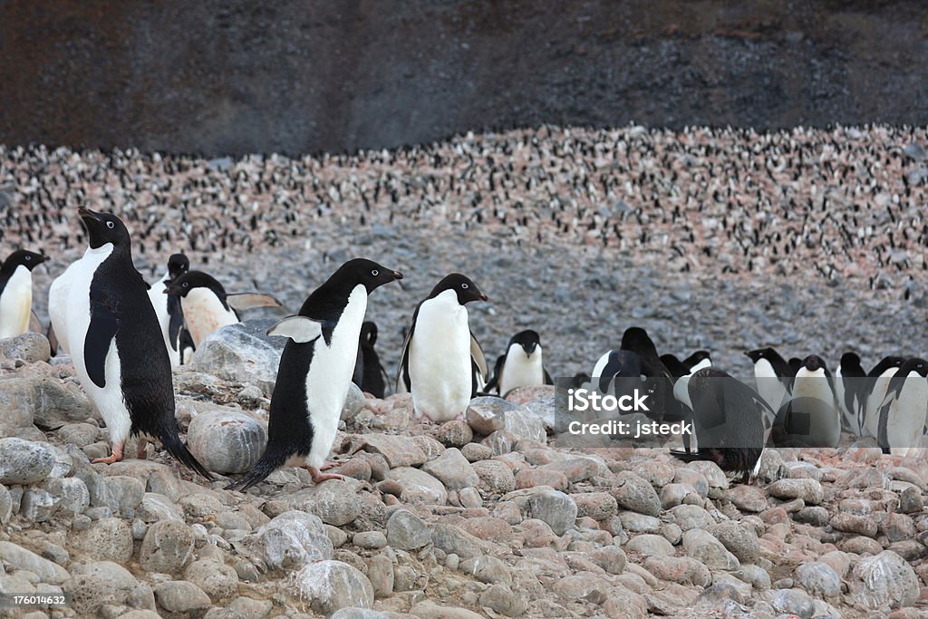 Pingüino de adelia colonia de grajos - Foto de stock de Abundancia libre de derechos