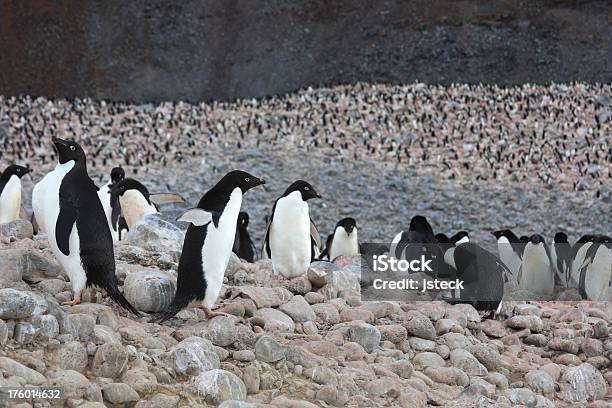 Pinguino Di Adelia Colonia Di Uccelli - Fotografie stock e altre immagini di Abbondanza - Abbondanza, Accoppiamento animale, Animale