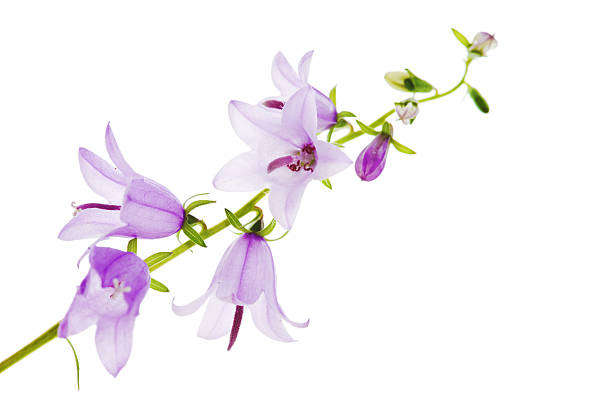 istock Campanula rotundifolia - Little bluebell 176014652