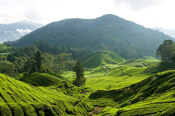 istock tea growth cameron highlands pahang malaysia 176014805