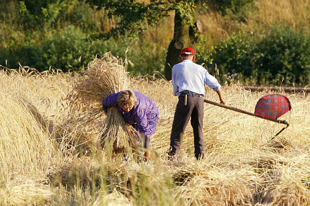 Hervest in village. Traditional work
