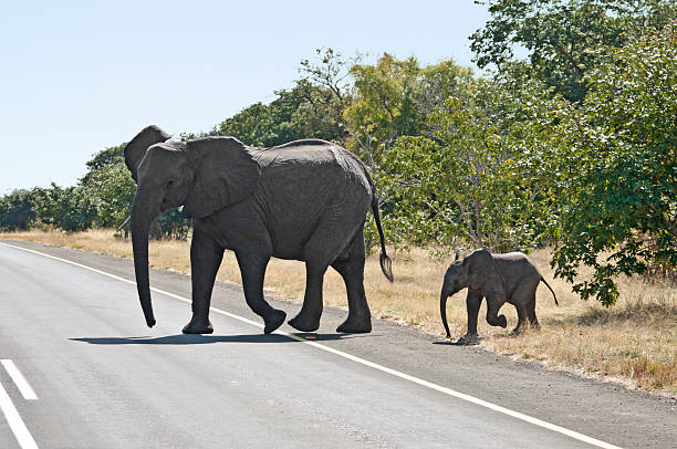 istock African Elephant and calf crossing road 176015066