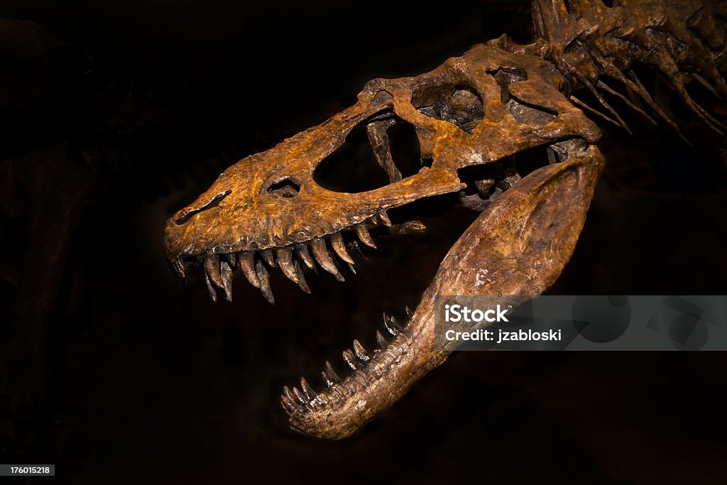 T-rex - Foto de stock de Dinosaurio libre de derechos