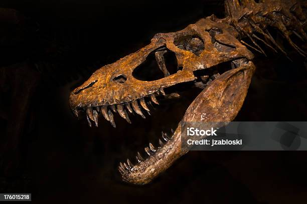 Trex Foto de stock y más banco de imágenes de Dinosaurio - Dinosaurio, Esqueleto de animal, Fósil