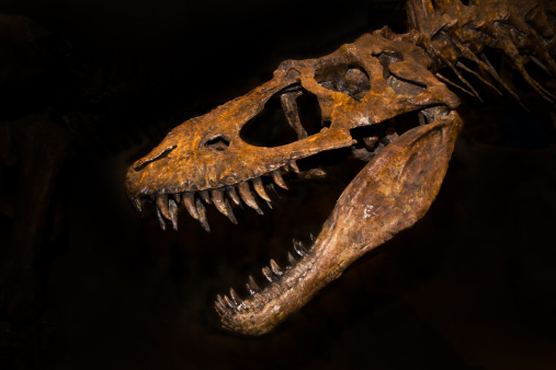 A large T-rex skull on a black background.