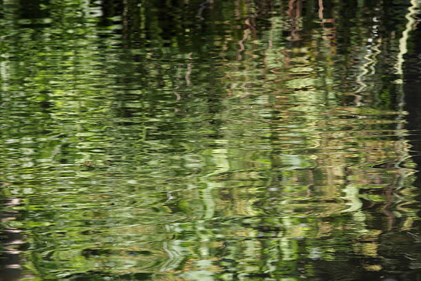 istock Liquid impression of green leaves reflected in river water 176015274