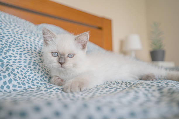 istock Cute White scottish kitten resting on the bed 1760153067