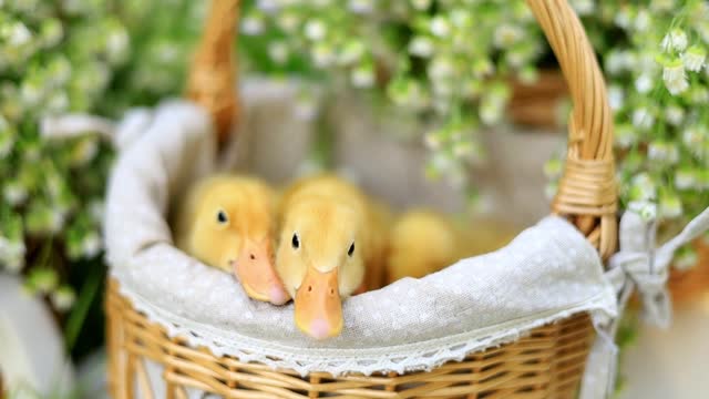 little yellow ducklings in a basket in summer on the green grass of the lawn go to sleep among the flowers
