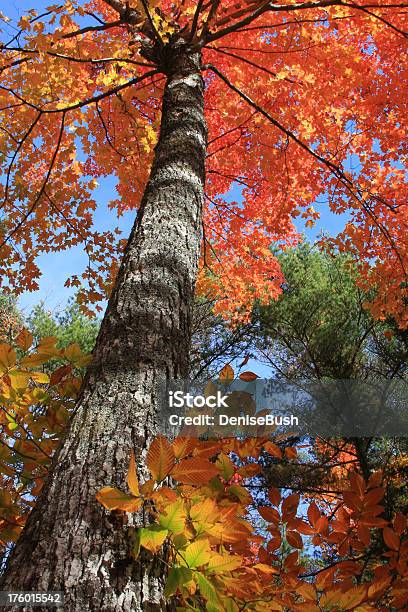 추절 우듬지 가을에 대한 스톡 사진 및 기타 이미지 - 가을, 나무, 나무 껍질