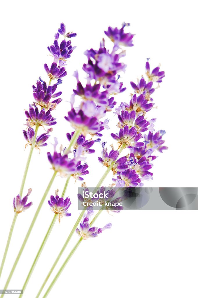 Lavendel - Lizenzfrei Ausgebleicht Stock-Foto