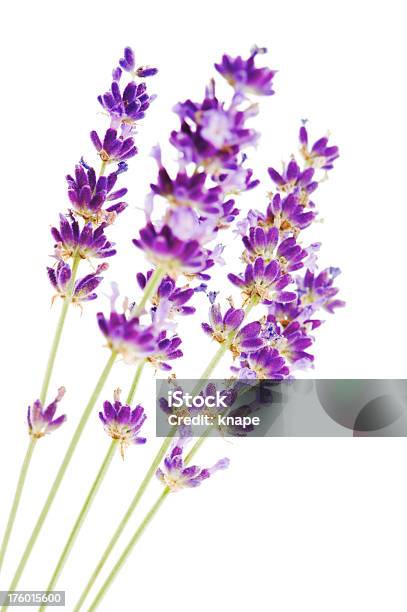 Lavendel Stockfoto und mehr Bilder von Ausgebleicht - Ausgebleicht, Bildkomposition und Technik, Bildschärfe