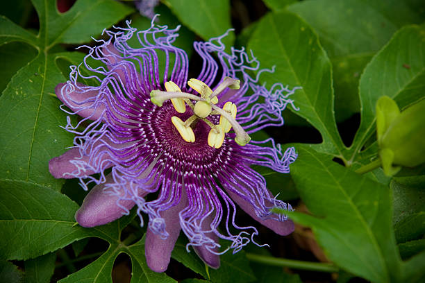Beautiful Tropical Flower stock photo