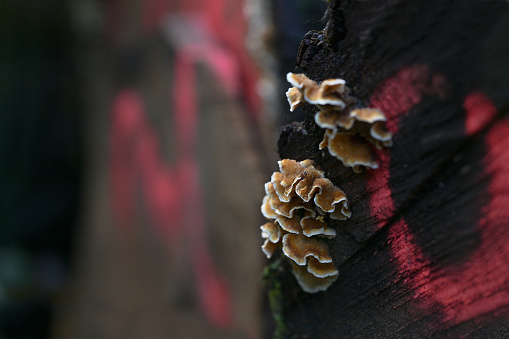 Ocher colored fungus with white wrinkled rim on a felled dark tree trunk with red markings, close up shot, copy space, selected focus, very narrow depth of field