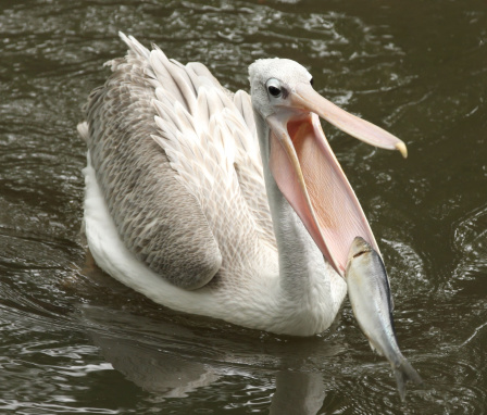 The Dalmatian Pelican (Pelecanus crispus), the largest member of the Pelican family.