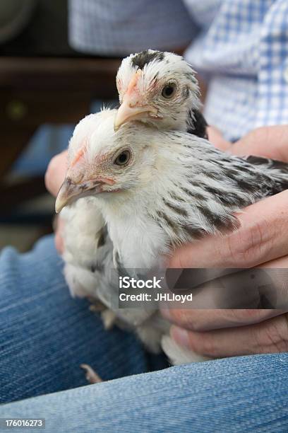 Photo libre de droit de Deux Poussins Poule banque d'images et plus d'images libres de droit de Agriculture - Agriculture, Aile d'animal, Bec