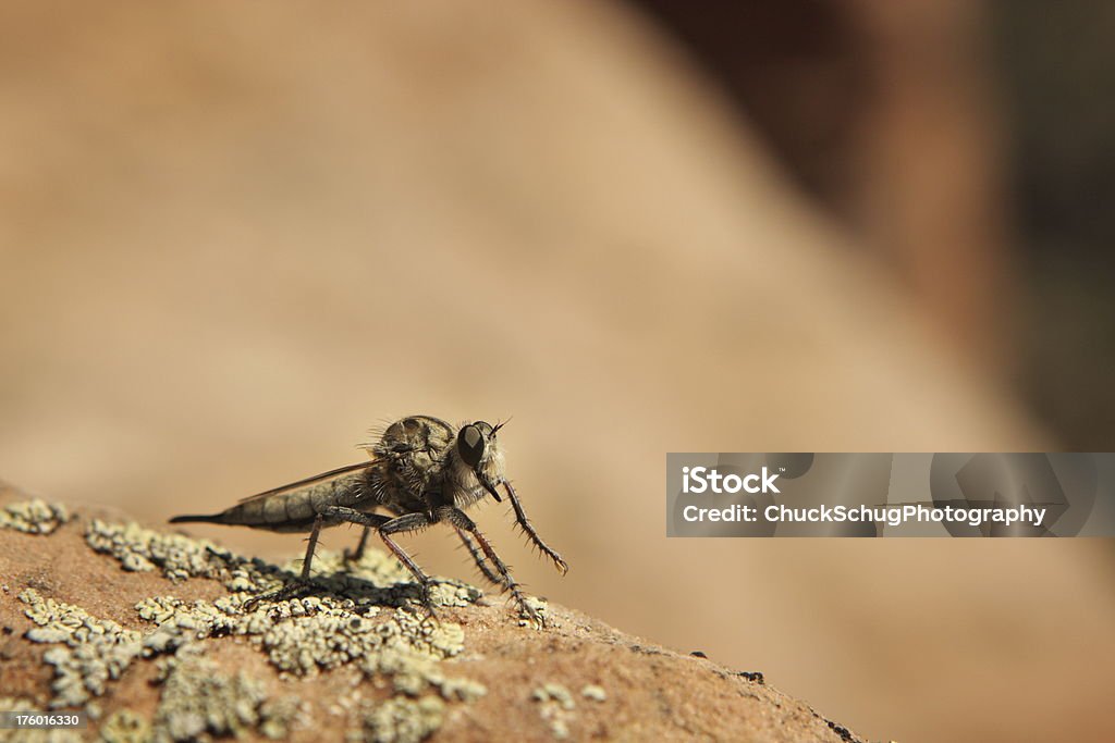 Promachus kradnąca Fly Insect - Zbiór zdjęć royalty-free (Komar)