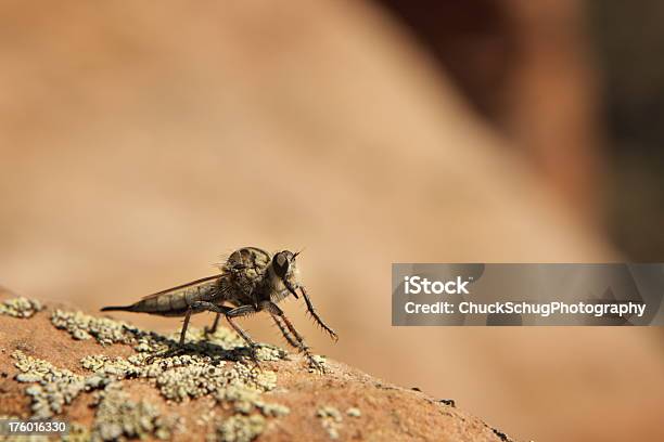 Promachus Robber Fly Насекомое — стоковые фотографии и другие картинки Большой - Большой, Комар, Robber Fly