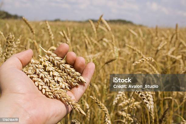 Landwirt Hand Und Weizen Stockfoto und mehr Bilder von Bäckerei - Bäckerei, Natur, Agrarbetrieb