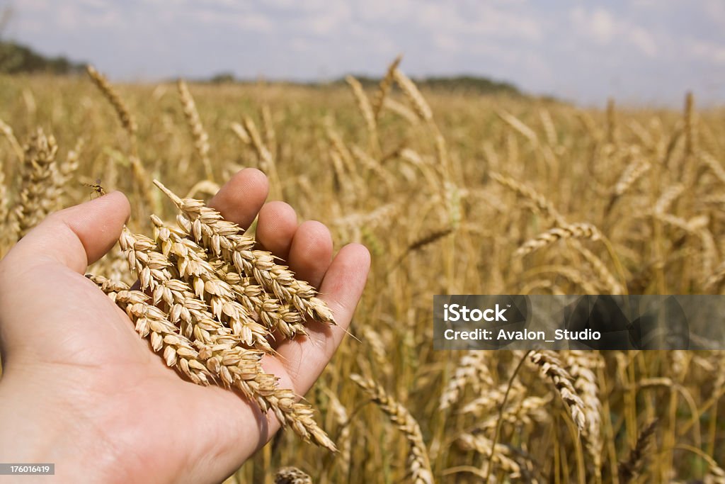 Agricultor mão e de trigo - Foto de stock de Natureza royalty-free