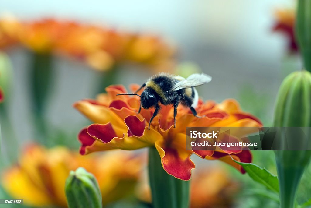 Bumble bee - Lizenzfrei Bestäuber Stock-Foto