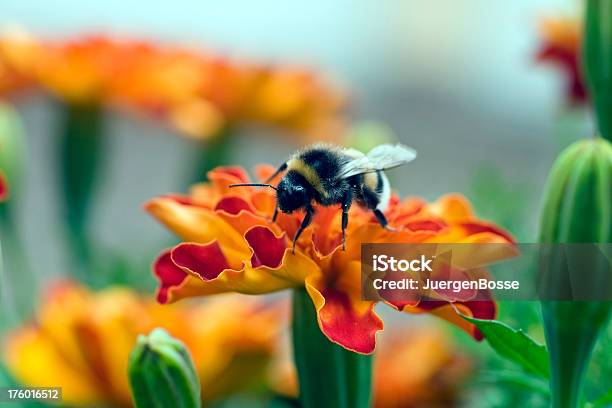 Bumble Bee Stockfoto und mehr Bilder von Bestäuber - Bestäuber, Bestäubung, Bewegungsunschärfe