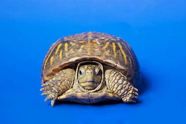 Turtle Isolated Turtle  isolated on blue background, shot on poster board with NO PS isolation slow motion stock pictures, royalty-free photos & images